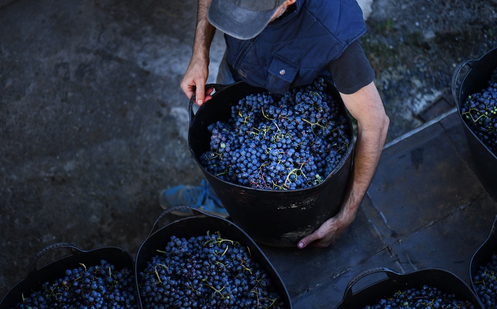 Cabernet Sauvignon Taste, Wine, Grapes and Regions - A Comprehensive Guide