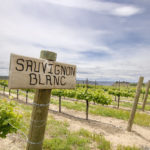 Is Sauvignon Blanc A Sweet Wine?