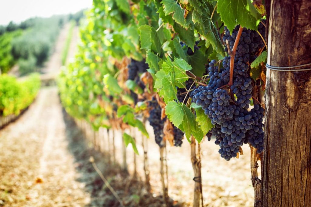 What Is Super Tuscan Wine?