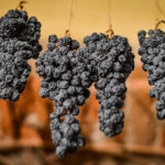 What Are Tannins? A Guide to Understanding This Important Element in Wine