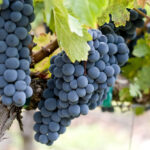What is Zinfandel? An Expert Guide to the 10 Best Wines
