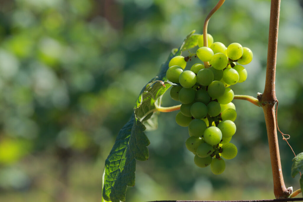 Benedè Wine: A Guide to this Italian White Wine - New Day Wine
